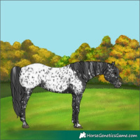 Horse Color:Black Appaloosa  and Black Appaloosa 