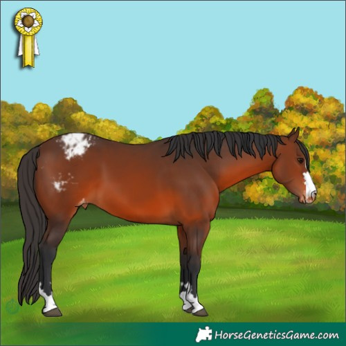 Horse Color:Brown Appaloosa 