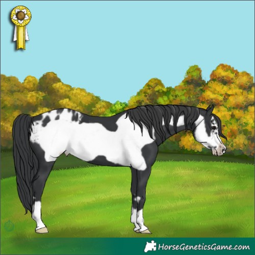 Horse Color:Black Frame Appaloosa 