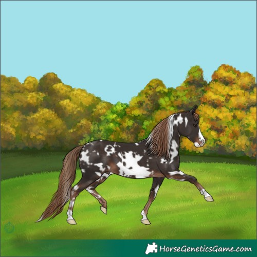 Horse Color:White Spotted Liver Chestnut Frame 