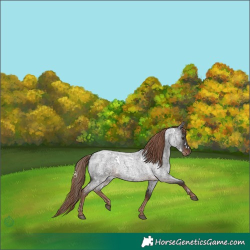 Horse Color:White Spotted Liver Red Roan 