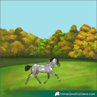 Horse Color:White Spotted Liver Red Roan 