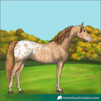 Horse Color:Chestnut Appaloosa  and Red Dun Appaloosa 