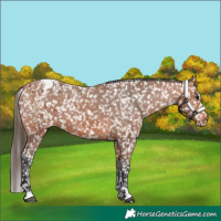 Horse Color:Bay Blanket  and Bay Snowflake Varnish 
