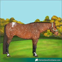 Horse Color:Bay Appaloosa  and Bay Appaloosa 