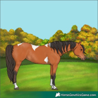 Horse Color:Bay Tobiano Rabicano 