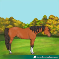 Horse Color:Bay Tobiano Rabicano 