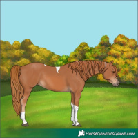 Horse Color:Chestnut Tobiano Rabicano
