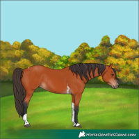 Horse Color:Bay Tobiano Rabicano 