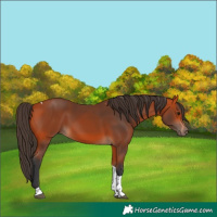 Horse Color:Bay Tobiano Rabicano