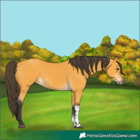 Horse Color:Buckskin Tobiano Rabicano