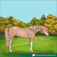 Horse Color:Gold Champagne Tobiano Rabicano