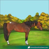 Horse Color:Bay Tobiano Rabicano 