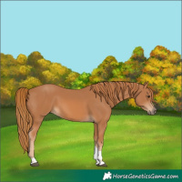 Horse Color:Chestnut Tobiano Rabicano