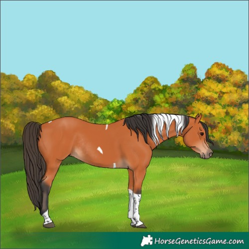 Horse Color:Bay Tobiano Rabicano 