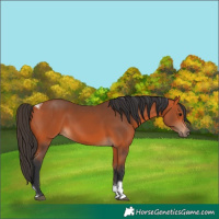 Horse Color:Bay Tobiano Rabicano 