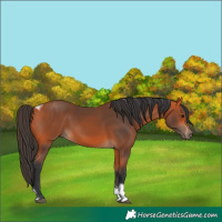 Horse Color:Bay Tobiano Rabicano 