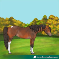 Horse Color:Bay Tobiano Rabicano 