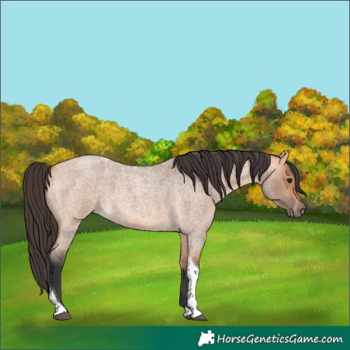 Horse Color:Bay Roan Dun Tobiano Rabicano 
