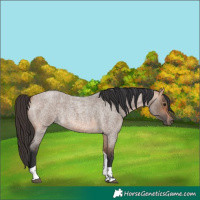 Horse Color:Bay Roan Dun Tobiano Rabicano