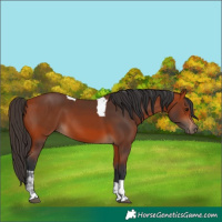 Horse Color:Bay Tobiano Rabicano 