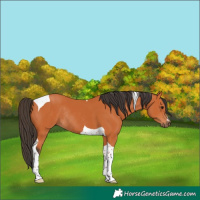 Horse Color:Bay Tobiano Rabicano 