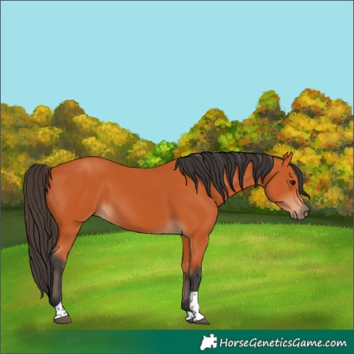 Horse Color:Bay Tobiano Rabicano 