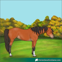 Horse Color:Bay Tobiano Rabicano 