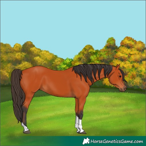 Horse Color:Bay Tobiano Rabicano 