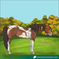 Horse Color:Bay Tobiano Frame Rabicano