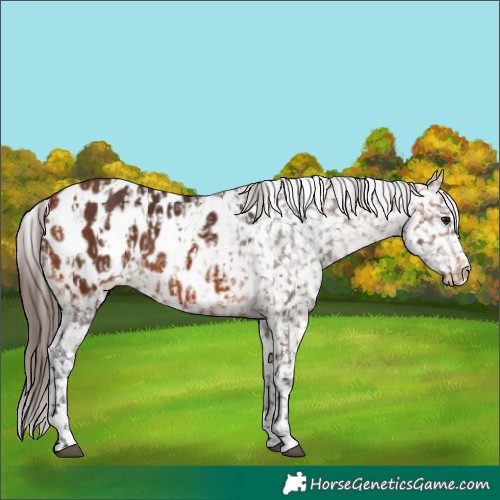 Horse Color:Bay Appaloosa  and Bay Appaloosa 