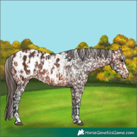 Horse Color:Bay Appaloosa  and Bay Appaloosa 