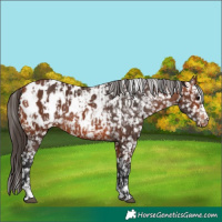 Horse Color:Bay Blanket  and Bay Blanket 
