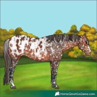 Horse Color:Bay Appaloosa  and Bay Appaloosa 