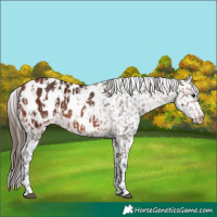 Horse Color:Bay Appaloosa  and Bay Appaloosa 