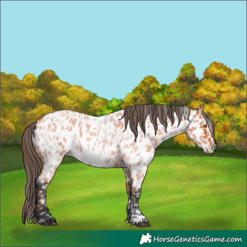Horse Color:Bay Roan Near Leopard  and Bay Roan Frame Near Leopard 