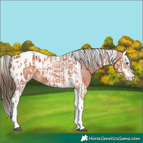 Horse Color:Bay Splash Tobiano Appaloosa  and Bay Splash Tobiano Appaloosa 