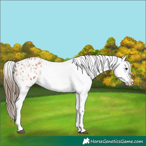 Horse Color:Unknown 