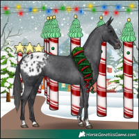 Horse Color:Black Appaloosa Rabicano 