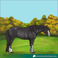 Horse Color:Smoky Black  and Smoky Black Rabicano 
