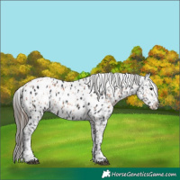 Horse Color:Bay Appaloosa  and Black Appaloosa 