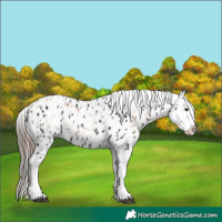 Horse Color:Bay Near Leopard  and Black Near Leopard 