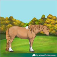 Horse Color:Chestnut Tobiano