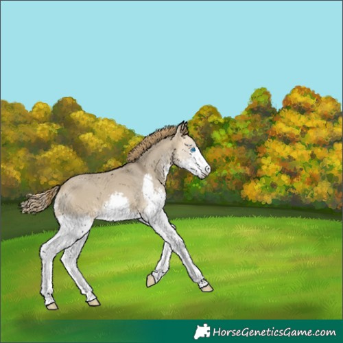 Horse Color:Buckskin Dun Splash Varnish 