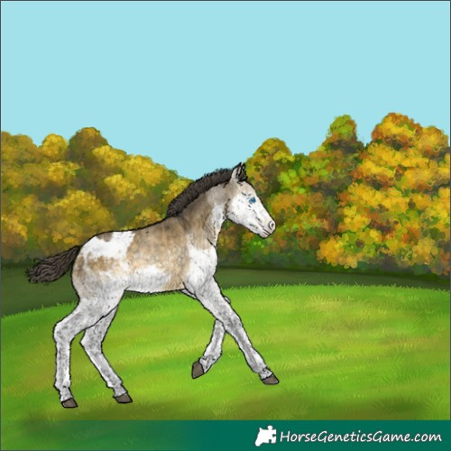 Horse Color:Buckskin Dun Splash Appaloosa 