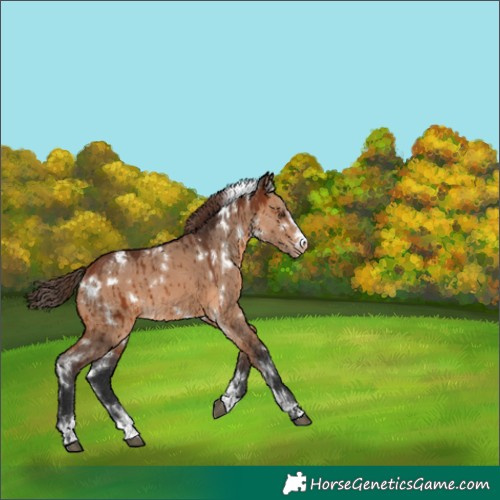 Horse Color:White Spotted Bay Dun Varnish Brindle 