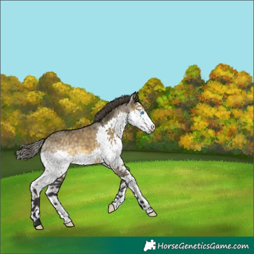 Horse Color:Buckskin Dun Splash Varnish 