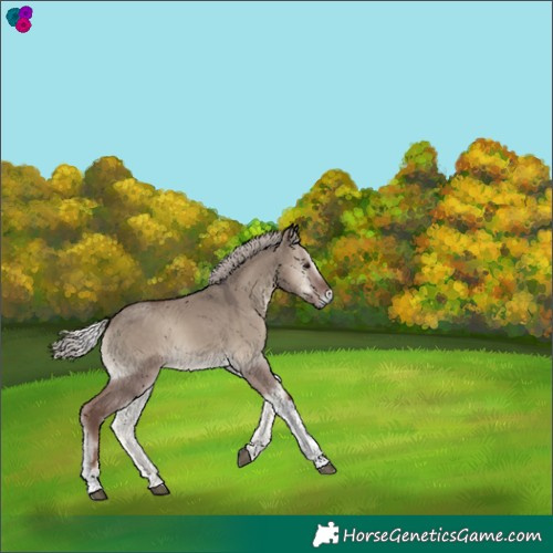 Horse Color:Silver Grullo Onyx Tobiano 