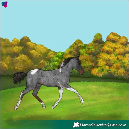 Horse Color:Liver Red Roan Tobiano 