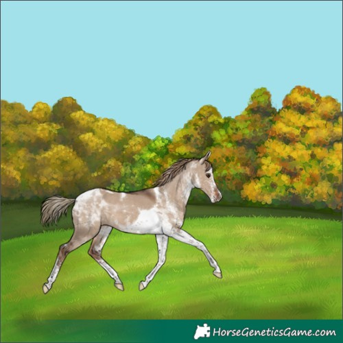 Horse Color:White Spotted Liver Red Dun Tobiano 